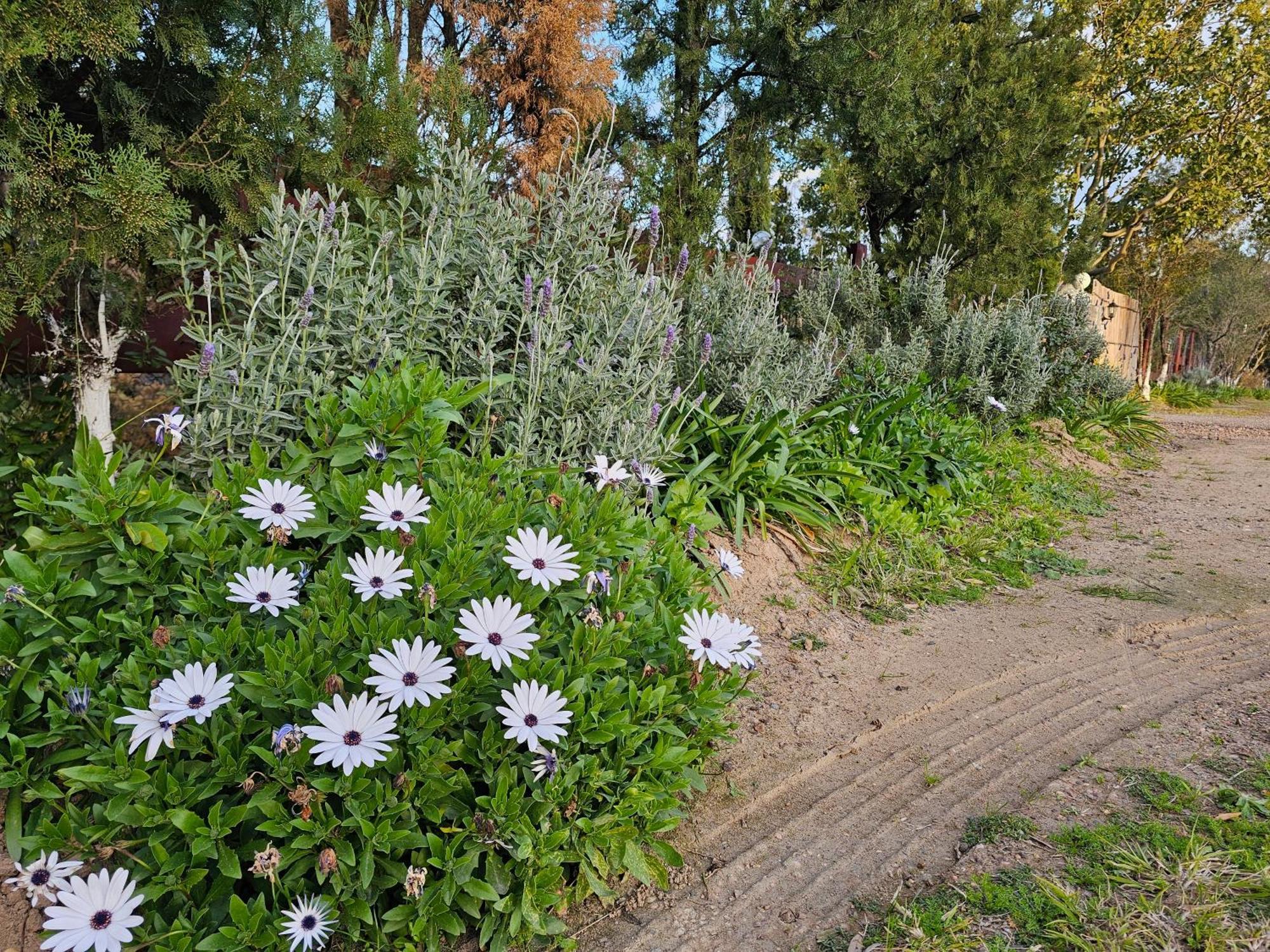 Gowrie Agapanthus Apartment Singleton Bagian luar foto